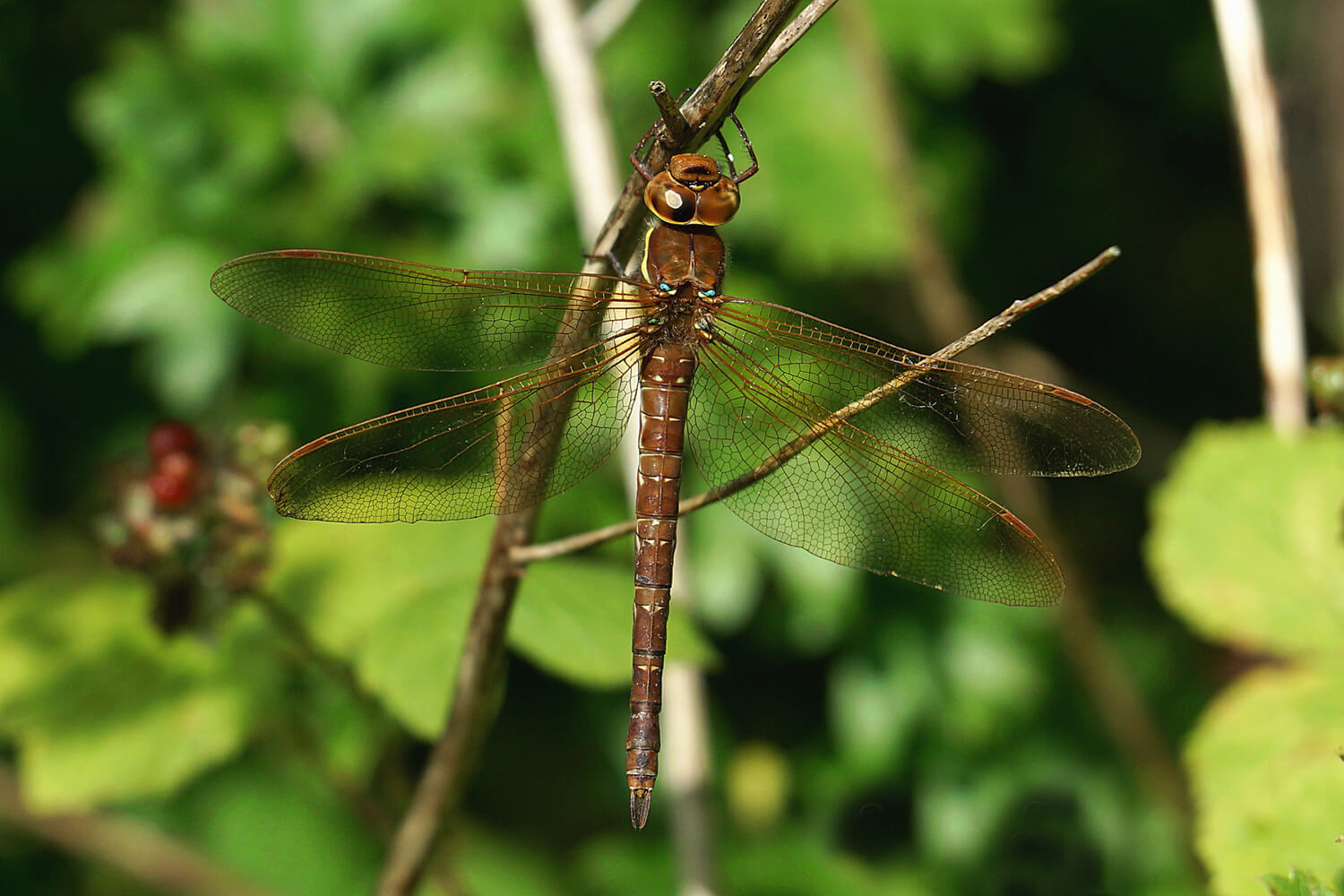 Female Aeshna grandis by Graham Bayliss